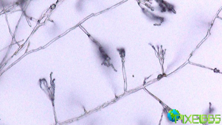 hyphae-realworld.jpg